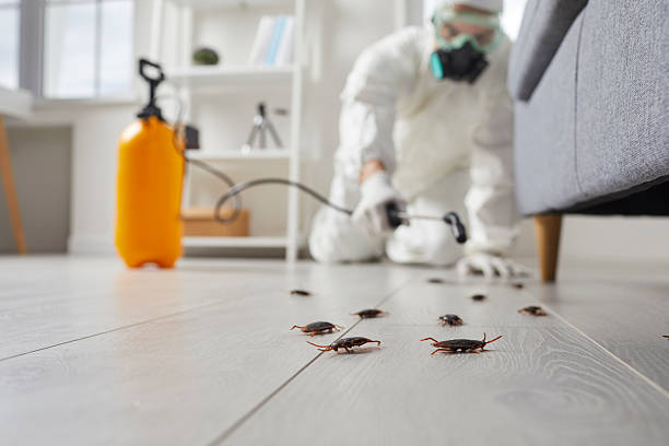 Commercial Rodent Management in Buena Vista